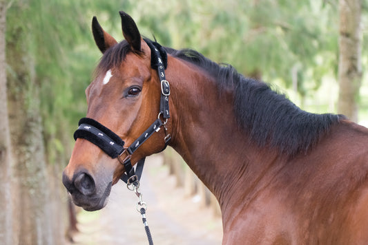 BSE Halter with Lead Rope