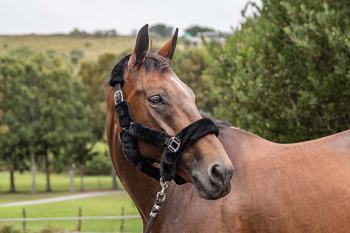 BSE Halters with Lead Ropes FLUFFY