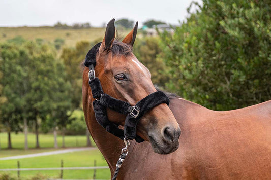 BSE Halters with Lead Ropes FLUFFY