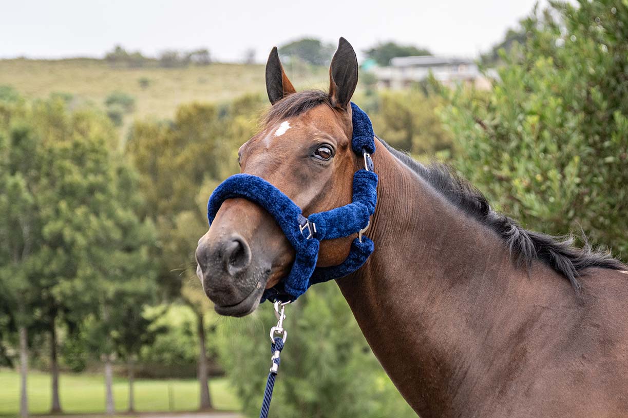 BSE Halters with Lead Ropes FLUFFY