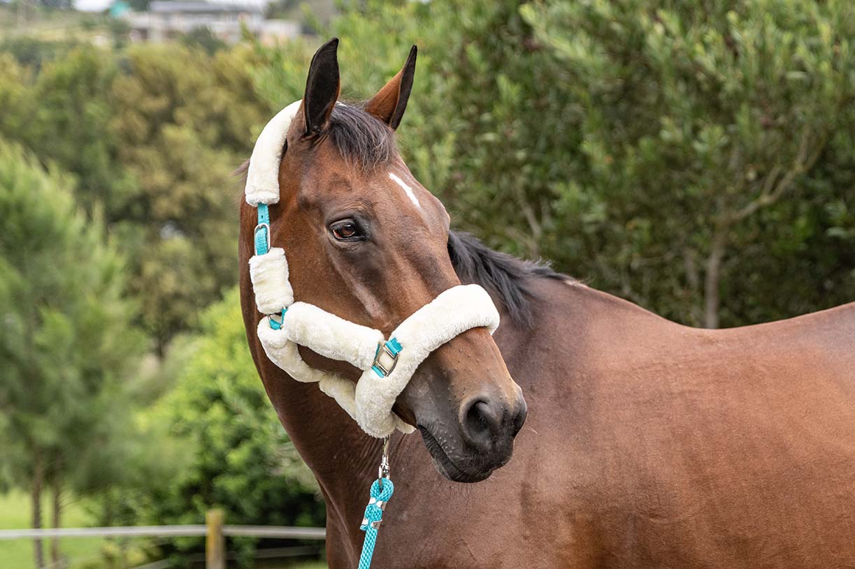BSE Halters with Lead Ropes FLUFFY